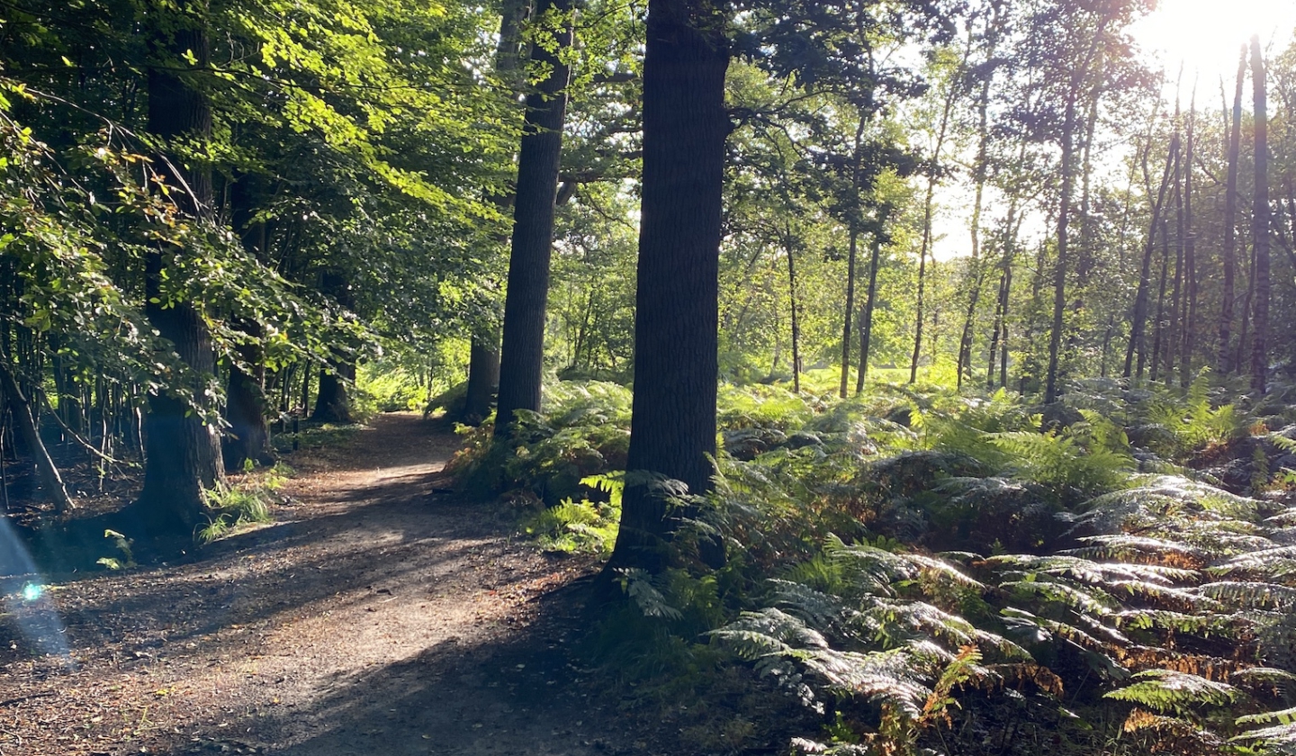 Bossen Oranjewoud