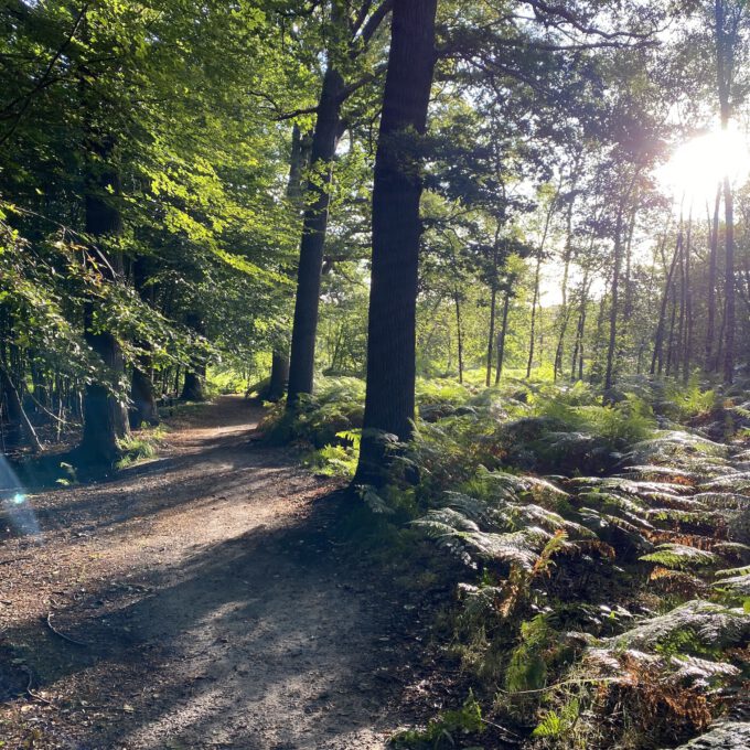 Bossen Oranjewoud